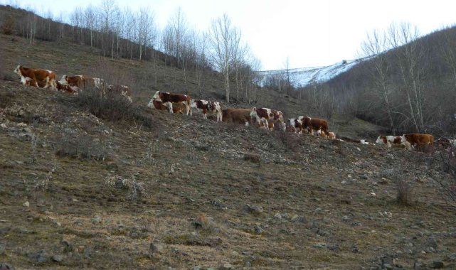 Posof'ta Aralık ayında hayvanlar merada