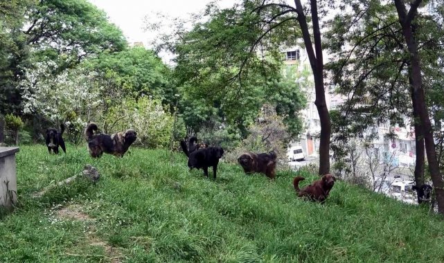 Prof. Dr. Şağdan Başkaya: "Başıboş köpeklerle ilgili yasal düzenleme şart"