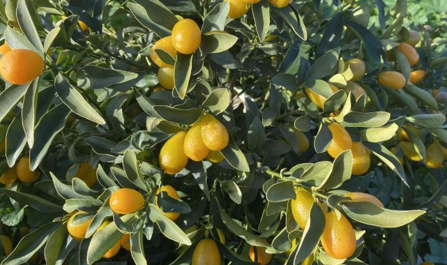 "Altın portakal" kumkuat İzmir'de üretilmeye başlandı