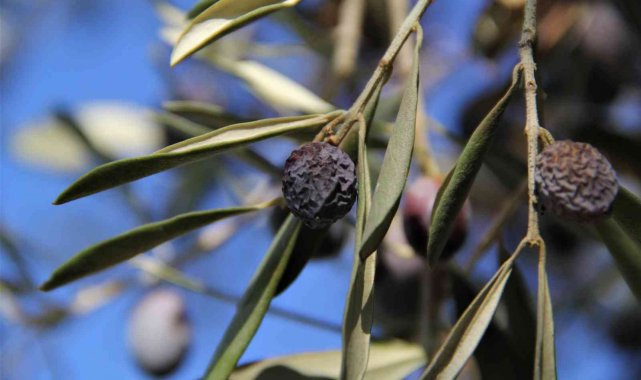 "Hurma zeytin"in hasadı başladı