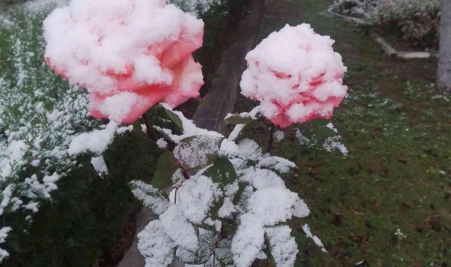 Rengarenk güller kar altında