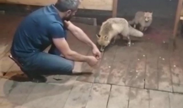Rize'de esnafın tilkilerle sohbeti herkesi güldürdü