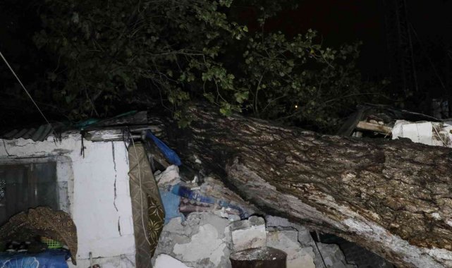 Sağanak yağış sebebiyle 15 metre boyunda ağaç iki müstakil evin çatısına devrildi