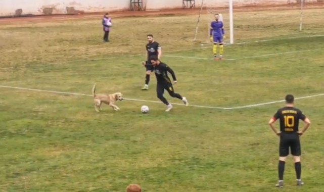 Sahaya giren köpek maçı durdurdu, renkli görüntüler yaşandı