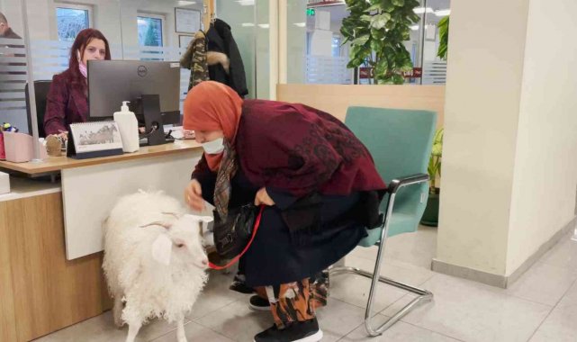 Sahibiyle birlikte vergi yatırmaya gelen sevimli keçi ilgi odağı oldu
