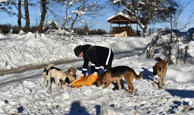Sahipsiz hayvanlar emin ellerde