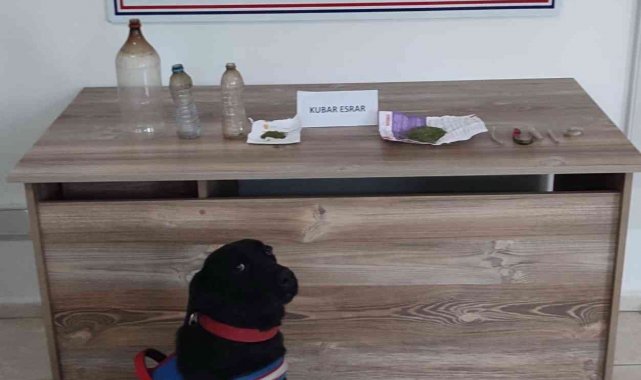 Salihli Jandarma, uyuşturucu tacirlerine göz açtırmıyor