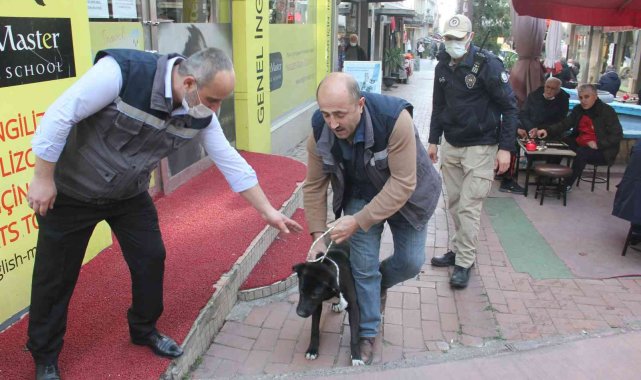 Samsun'da polisten yasaklı ırk köpek denetimi