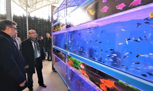Sandıklı&#039;da jeotermal suyla tropikal türde balık üretimine başlandı