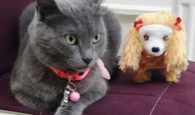 Şanslı kedi Gümüş&#039;e 4. doğum günü partisi