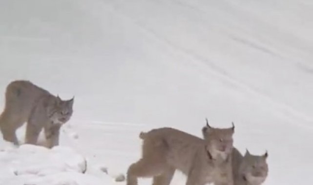 Sarıkamış'ta vaşak ailesi görüntülendi