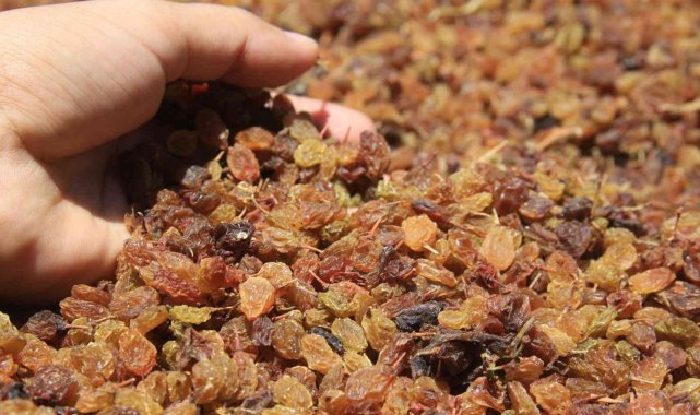 Saruhanlı Belediyesi öğrencilere kuru üzüm dağıtacak