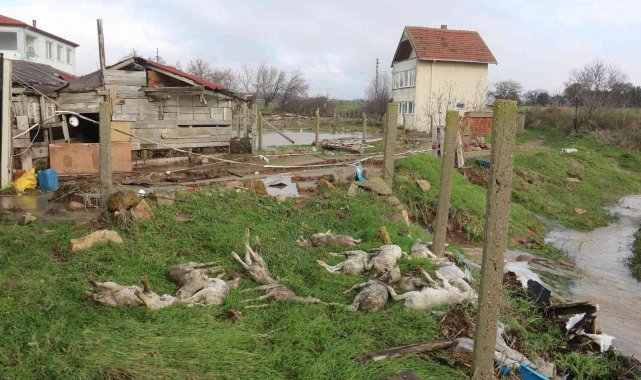 Sel duvarları yıktı, onlarca hayvan telef oldu