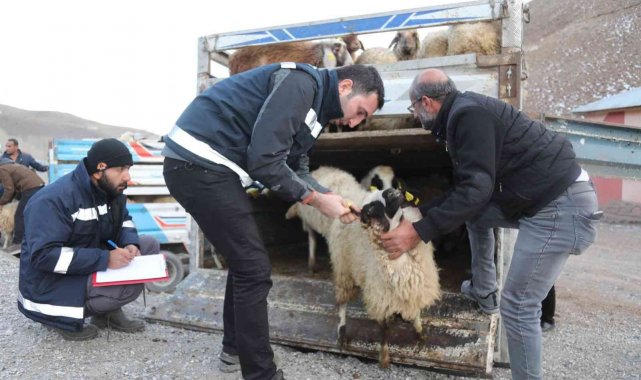 Sel mağdurlarına küçükbaş hayvan desteği