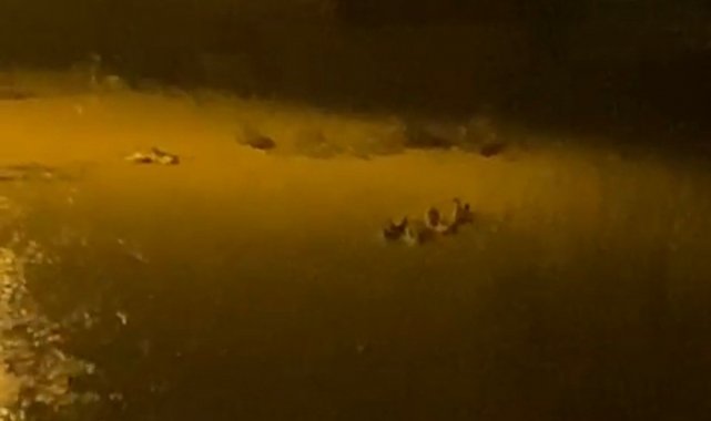 Sele kapılan kazlar kamerada