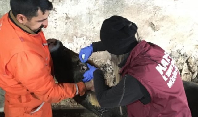 Selim'de aşılama ve kimliklendirme çalışmaları sürüyor