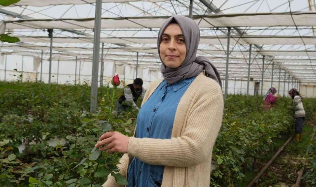 Serada topraksız gül üretti, talebe yetişemiyor