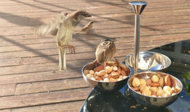 Serçelerin kuruyemiş keyfi