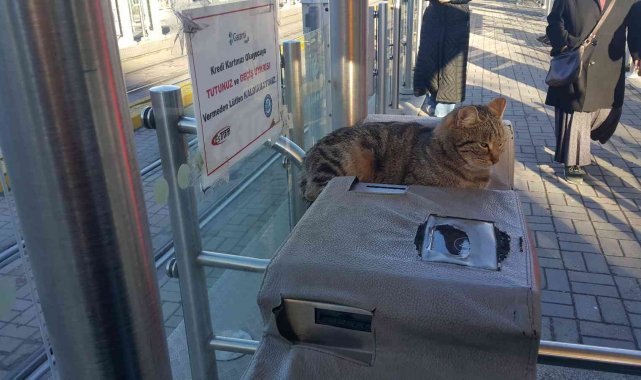 Sevimli kedi turnikenin maskotu oldu
