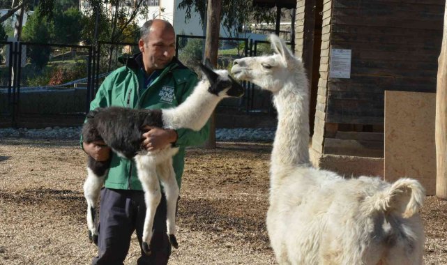 Sevimli minik lama, Tarsus Doğa Parkında hayata 'merhaba' dedi