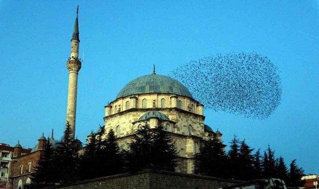 Sığırcık sürüsü ezan sesi ile mest etti