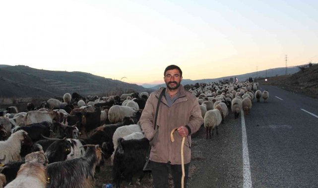 Siirt'te 10 bin lira maaşla çalıştıracak çoban bulamıyorlar