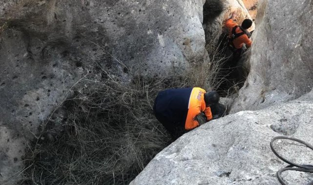 Siirt&#039;te kayalıklarda mahsur kalan keçiler AFAD tarafından kurtarıldı
