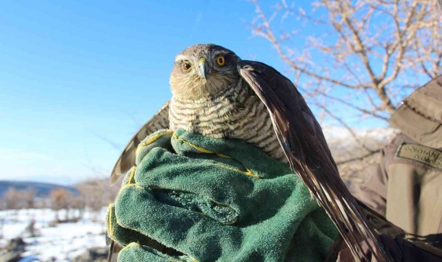 Siirt'te tedavisi tamamlanan atmaca, özgürlüğe kanat açtı