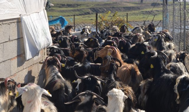 Siirt'te yetiştiriciye küçükbaş hayvan dağıtımı yapıldı