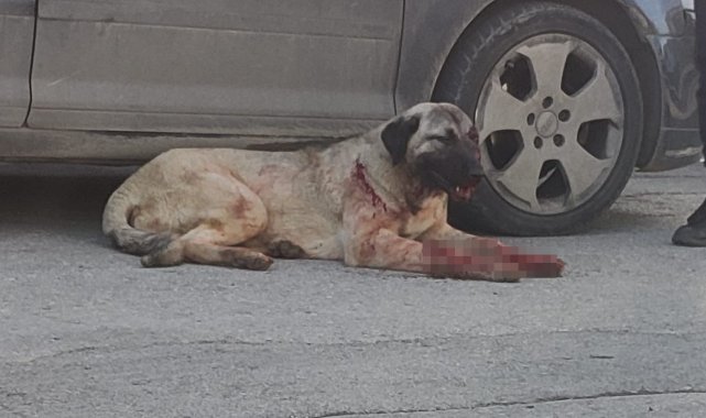 Silahla vurulan çoban köpeği için seferber oldular