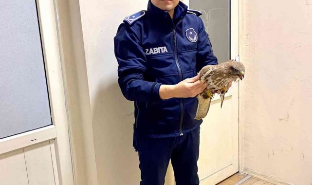 Silahla yaralanan Atmaca tedavi altına alındı