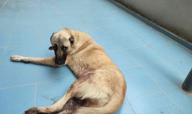 Silahla yaralanan köpeğin sahibinden tepki