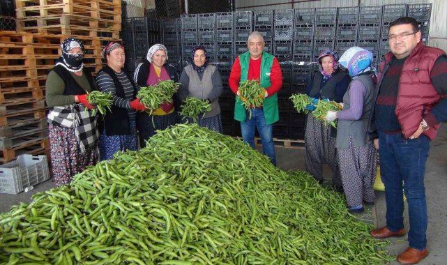 Silifke'den Irak'a bakla ihracatı başladı