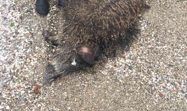 Silivri Sahili'ne ölü domuz vurdu