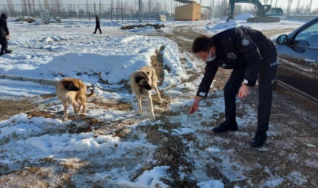 Sinanpaşa'da sokak hayvanlarına yönelik yemleme çalışması yapıldı