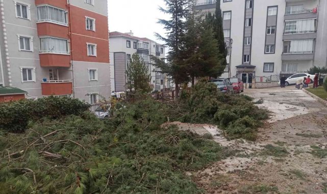 Sincan'da kesilen ağaçlar site sakinlerini birbirine düşürdü