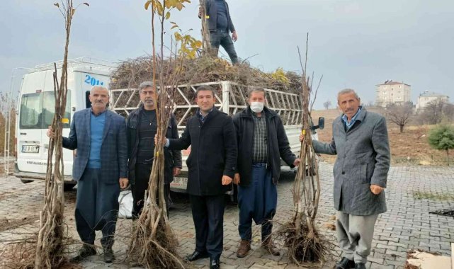 Sincik ilçesinde ceviz ve badem fidanı dağıtıldı
