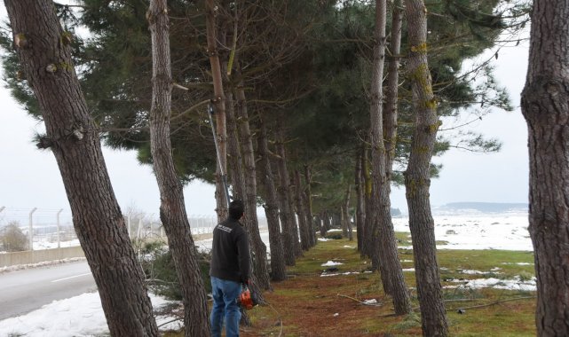 Sinop Belediyesi&#039;nden devrilen ağaçlara müdahale