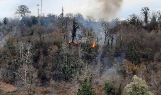 Sinop'ta orman yangını