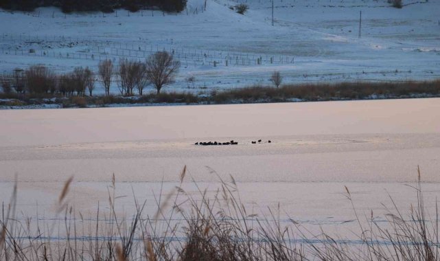 Sivas dondu, Hafik gölünün yüzeyi buz tuttu