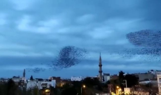 Siverek'te sığırcık kuşları gökyüzünde görsel şölen oluşturdu
