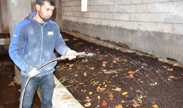 Siverekli genç girişimci, solucanlarla organik gübre üretiyor