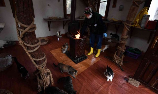 Sobalar engelli kediler için yandı