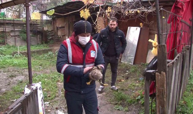 Soğuk havada bitkin düşen şahin Pendik&#039;te yol kenarında bulundu