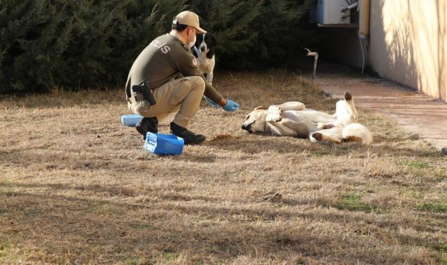 Soğuk havada sokak hayvanlarının yardımına polis koştu