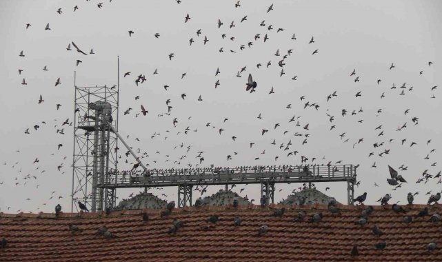 Soğuk havada yiyecek bulamayan yüzlerce güvercin silolara hücum etti