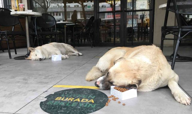 Soğuk havadan etkilenmemek için kafeye sığınan sokak köpekleri iç ısıttı