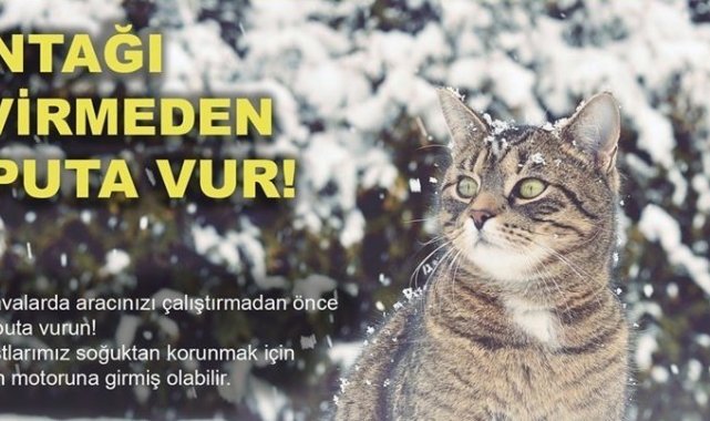 Soğuktan korunmak için girdiği aracın bagajına sıkışan kedi kurtarıldı