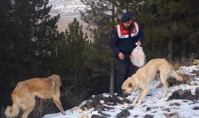 Sokak hayvanları için doğaya ekmek bırakıldı