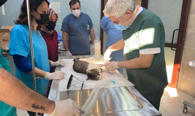 Sokak hayvanlarına kırık ve çıkık tedavisi